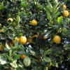 Oranges, Greenwell Farms Coffee Tours