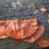 Fungi on dead tree, Greenwell Farms Coffee Tours