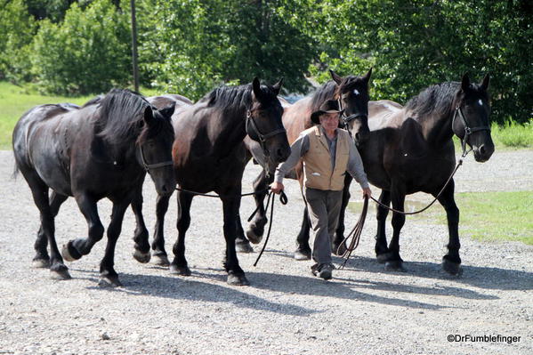 Bar U Ranch Cowboy putting away 4 huge Percheron horses