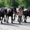Bar U Ranch Cowboy putting away 4 huge Percheron horses