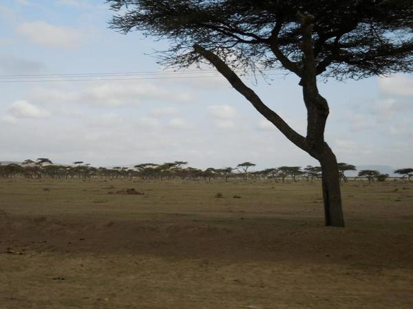Ethiopia Rift Valley scenary, a dry and barren landscape
