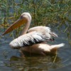 Pelicans are seen in and around the lakes