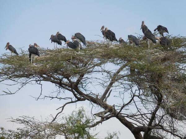 A gaggle of birds sit on top of an acacia tree