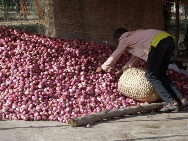 Collecting some onions for purchase