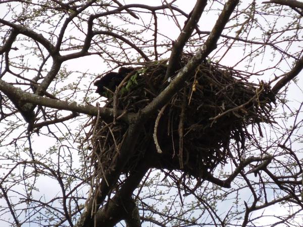 Tree nests in Abiata National Park