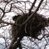 Tree nests in Abiata National Park