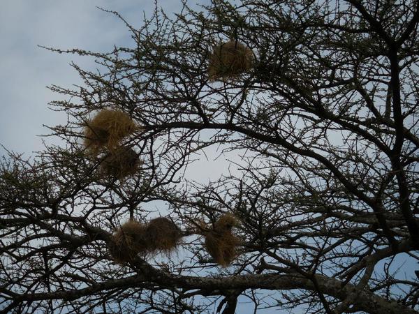 Abiata National Park. Weaver nests in the trees