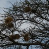 Abiata National Park.  Weaver nests in the trees
