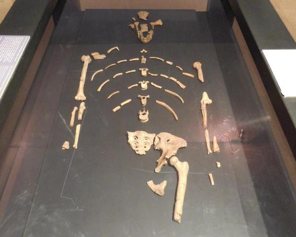 2015-05 Ethiopian National Museum 10a A. Afarensis Lucy