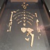 Australopithecus Afarensis: Lucy: Whole body shot of Lucy