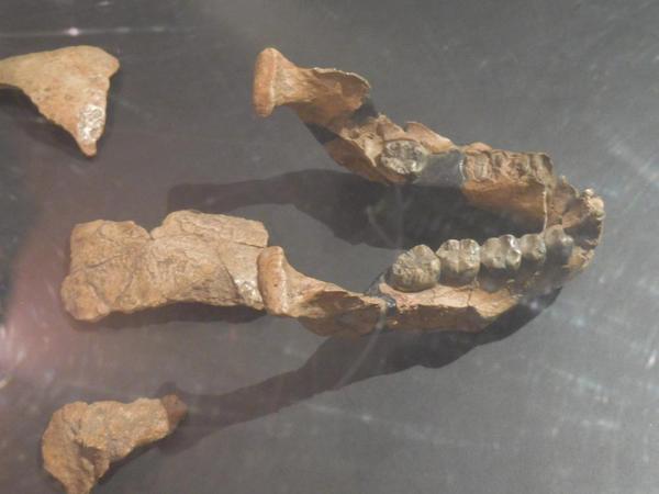 2015-05 Ethiopian National Museum 12 A. Afarensis Jaw Lucy