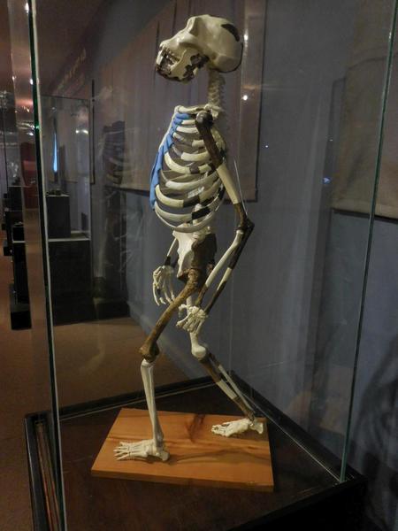 2015-05 Ethiopian National Museum 16 A. Afarensis Upright model Lucy