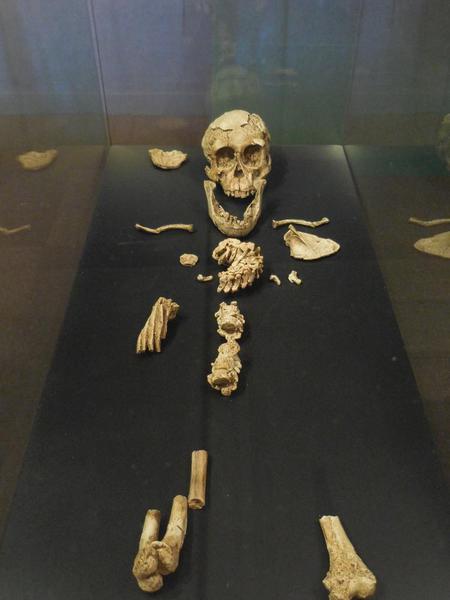 2015-05 Ethiopian National Museum 20 Australopithicus Salem Child