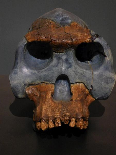 2015-05 Ethiopian National Museum 23 Homo Rhodesiensis