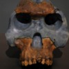 Homo Rhodesiensis: Skull from Rhodesia, similar to early Neanderthal