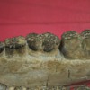 Fossilized teeth: Look at the rings on these molars