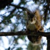 Squirrel: Curious squirrel