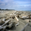 The fallen forest of driftwood.  East Beach Trail, Haida Gwaii