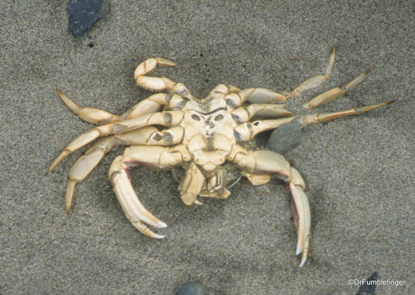 Crab skeleton. East Beach Trail, Haida Gwaii