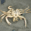 Crab skeleton.  East Beach Trail, Haida Gwaii