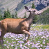 Deer at Logan Pass: Glacier National Park, Montana