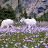 Mountain Goats at Logan Pass: Glacier National Park, Montana