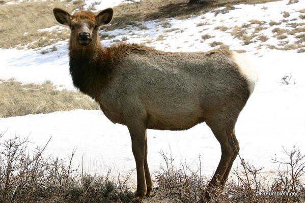 Young Elk Cow, spring at Rocky Mountain National Park