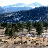 Large herd of elk, Rocky Mountain National Park