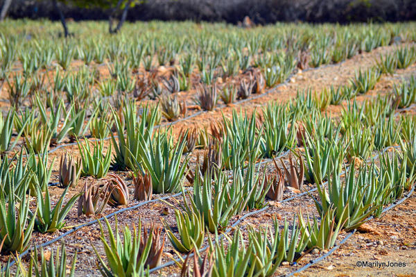 There are 125-acres of cultivated aloe on Aruba