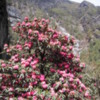 Rhododendron tree, near Namche Bazaar