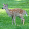 Deer: Mission Island, Thunder Bay, Ontario
