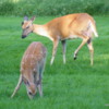 Deer: Mission Island, Thunder Bay, Ontario