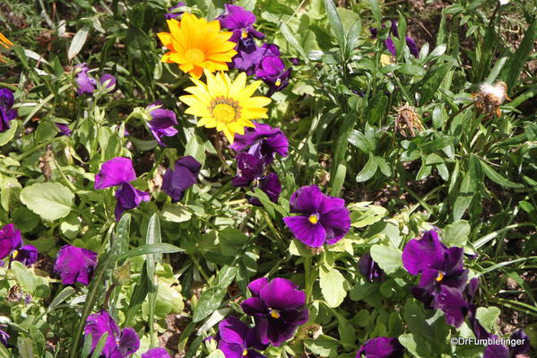 Flowers in the John Denver Sanctuary, Aspen, Colorado