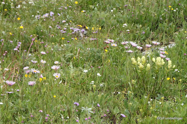 Wildflowers near Leadville, Colorado