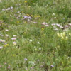 Wildflowers near Leadville, Colorado