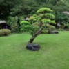 Koishikawa Korakuen Gardens