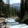Yoho Valley -- Little Yoho River.  Downriver from Laughing Falls