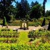 Portland Rose Garden Overview: Walking through Roses