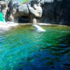 Zoo Polar Bear: Diving from the Sun