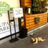Zupan's Dog: Even Portland's Dogs are Mellow