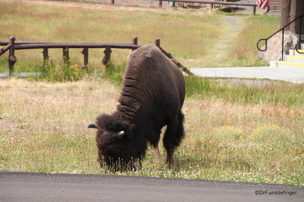 Bison, Old Faithful Inn, Yellowstone National Park