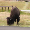 Bison, Old Faithful Inn, Yellowstone National Park