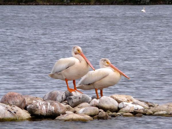 Young Pelicans, Brooks, Alberta