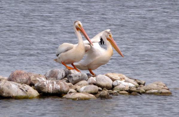 Young Pelicans, Brooks, Alberta