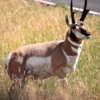 Pronghorn Antelope, Montana