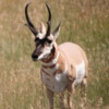 Pronghorn Antelope, Montana