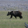 Glacier National Park -- Grizzly Bear