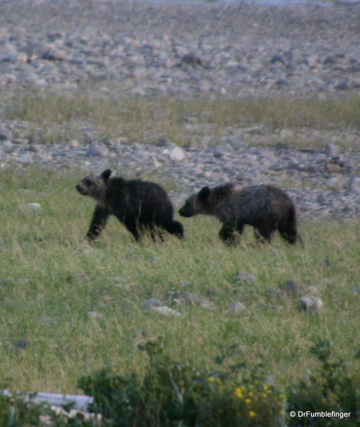 Glacier National Park -- Twin Grizzly cubs