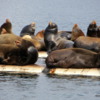 California Sea Lion colony, Fanny Bay, B.C.