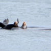 California Sea Lion colony, Fanny Bay, B.C.
